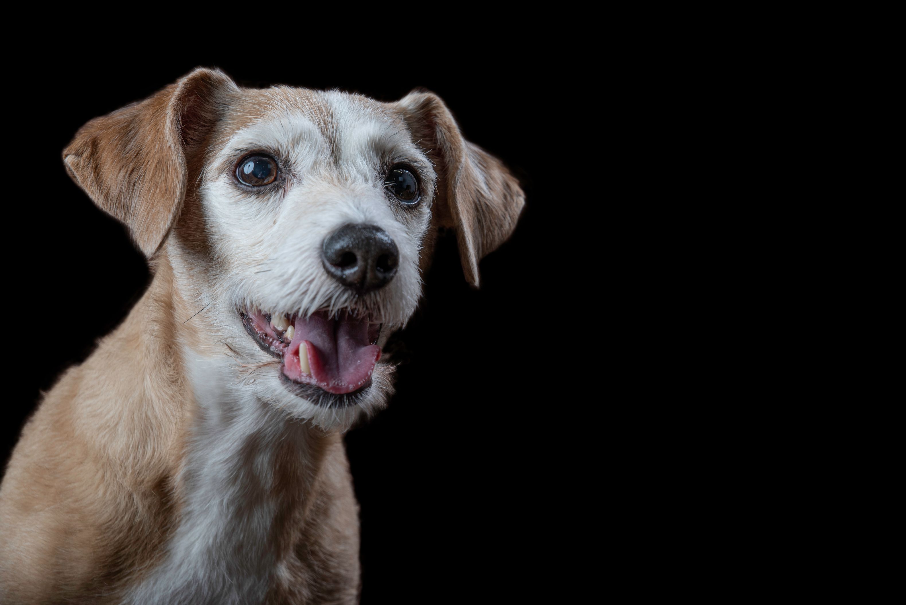 Dog Portraits | michellekempphotography.com